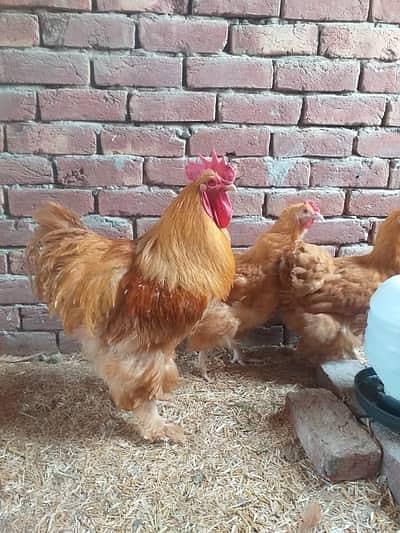 Golden buff chicks 1