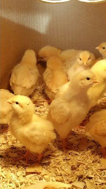 Golden buff chicks — photo 3