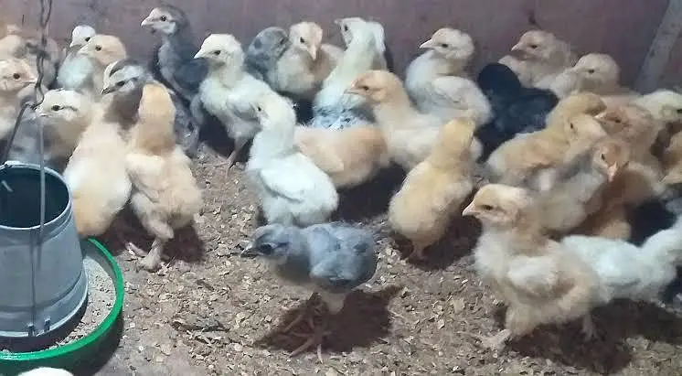 Golden buff chicks — photo 4
