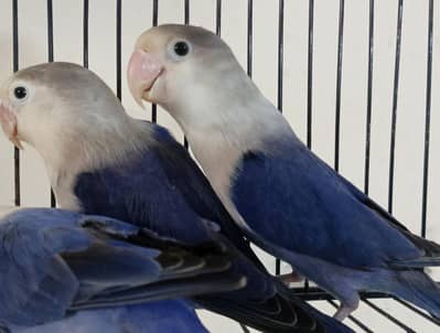 Love Birds Boxes and Accessorie