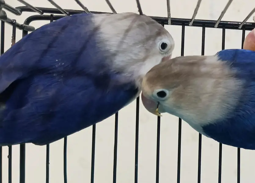 Love Birds Boxes and Accessorie — photo 8