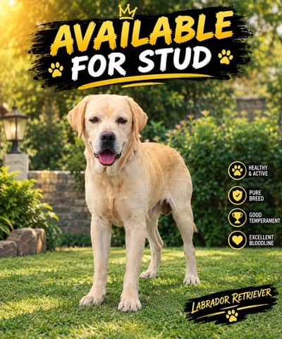 For Stud (Cross) k liye Sale k liye b h Agr price smjh aye