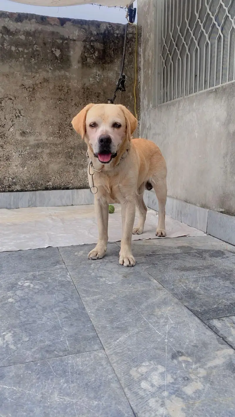 For Stud (Cross) k liye Sale k liye b h Agr price smjh aye — photo 2