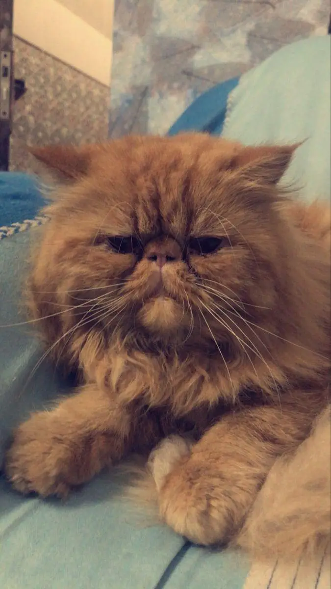 extremely piki face — photo 3