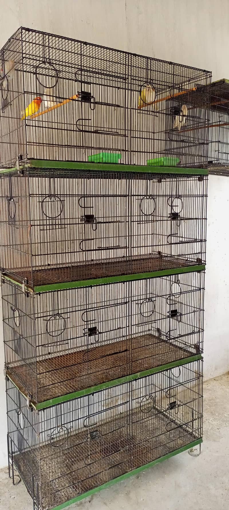 Master Cage 8 potion 0