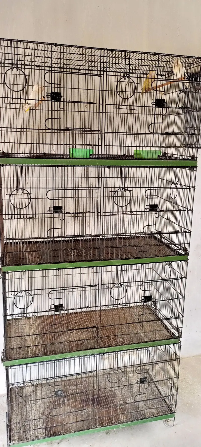 Master Cage 8 potion — photo 2
