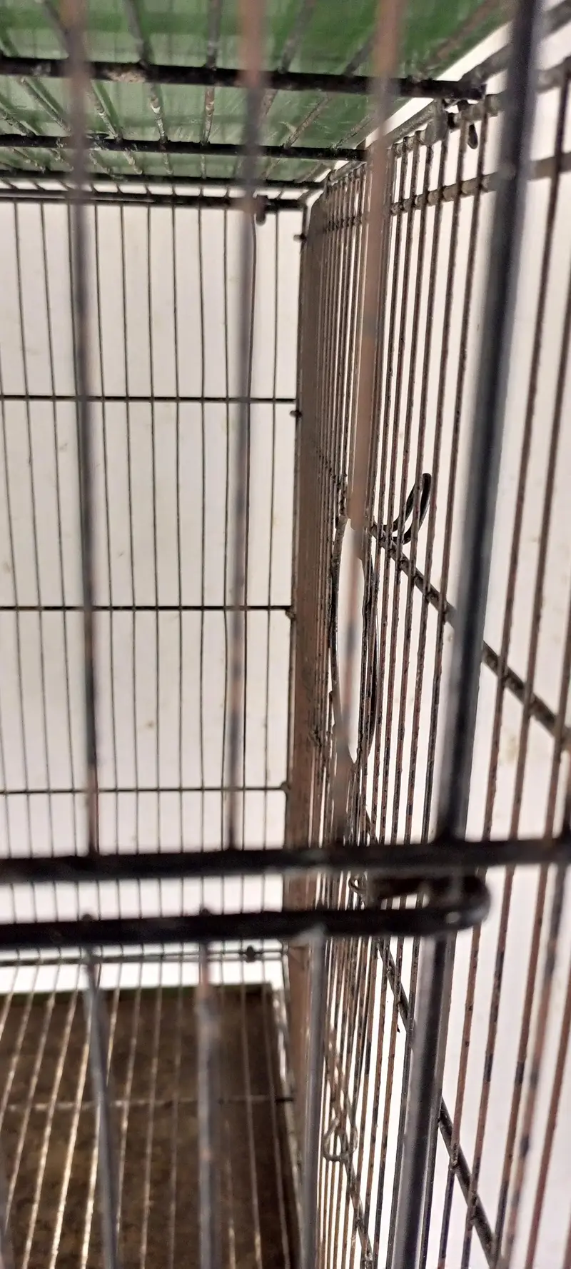 Master Cage 8 potion — photo 6