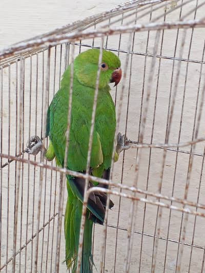 breeder female