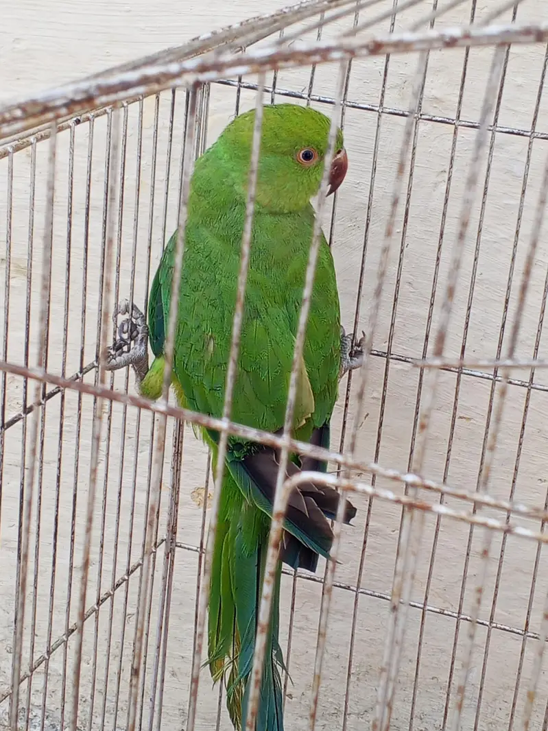 breeder female — photo 2