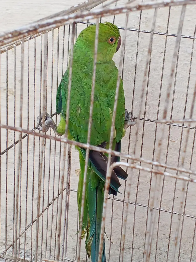 breeder female — photo 3