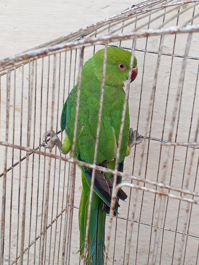 breeder female — photo 4