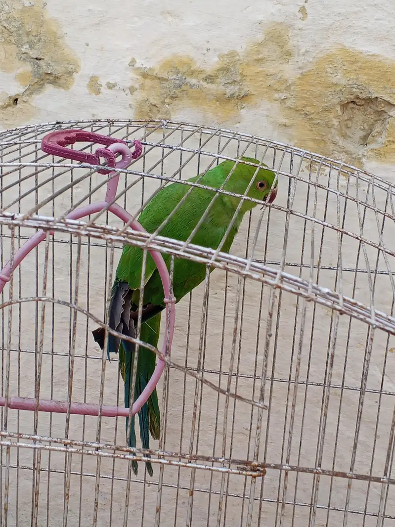 breeder female — photo 5