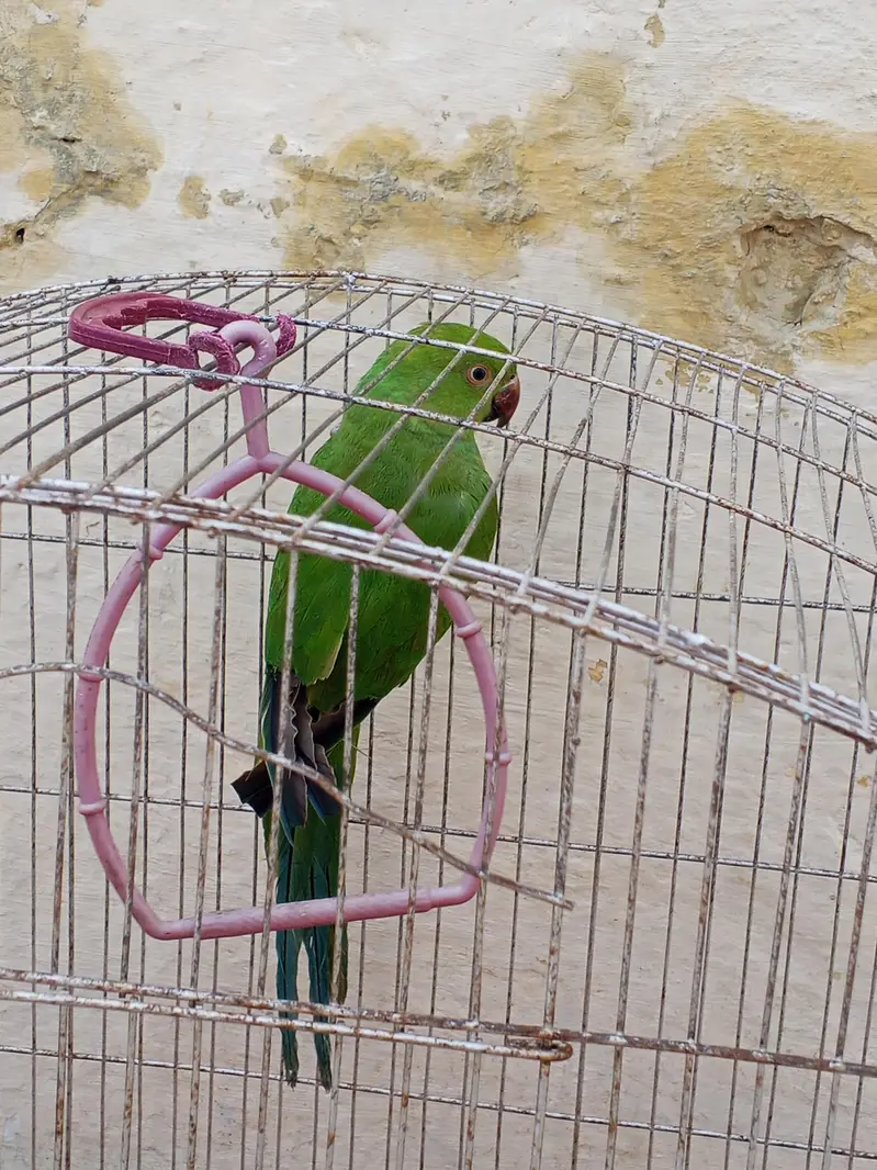 breeder female — photo 6