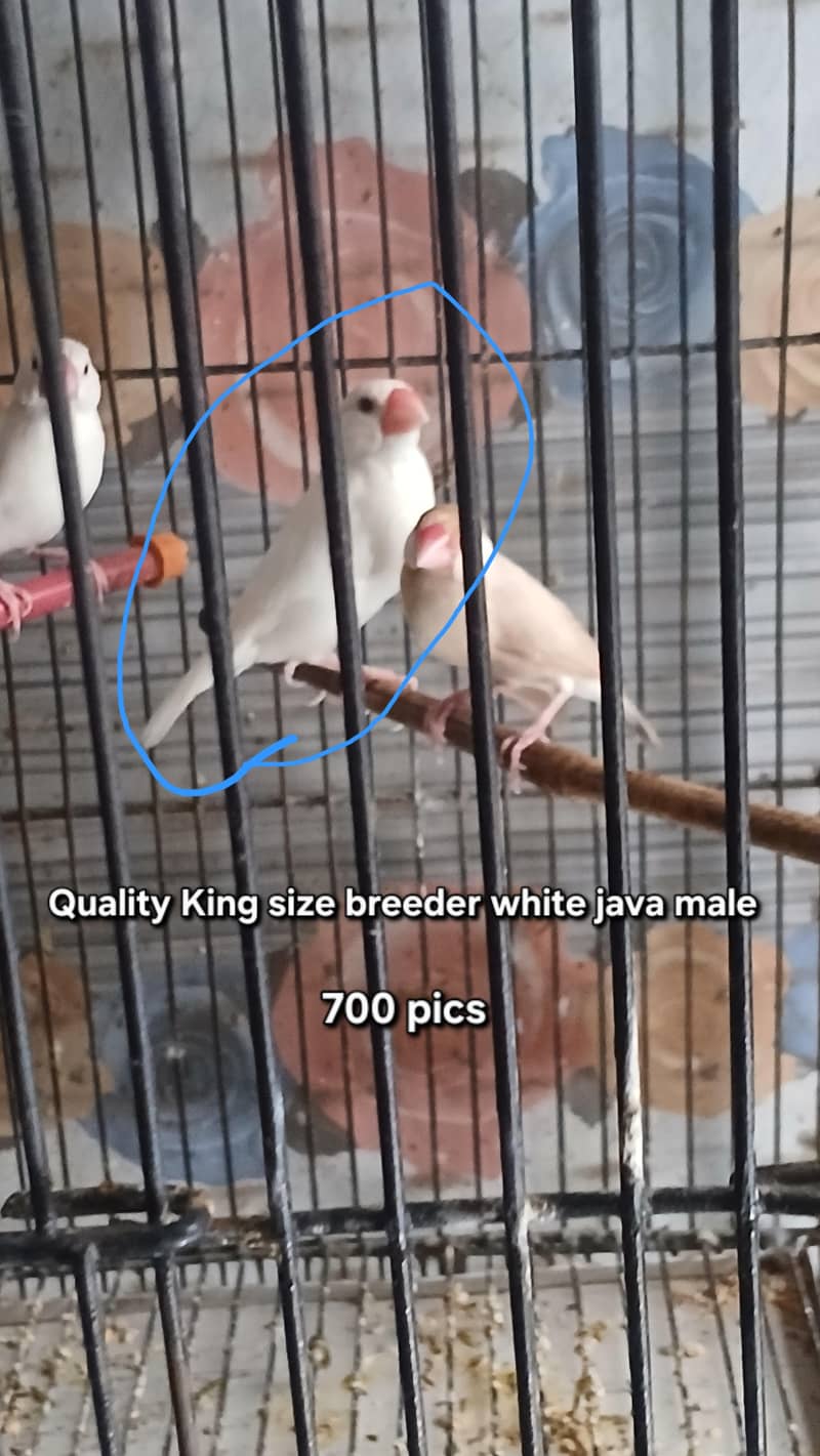 white java king size male 0