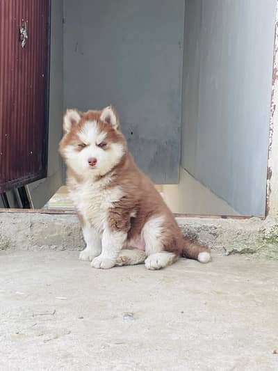 Siderian husky puppy