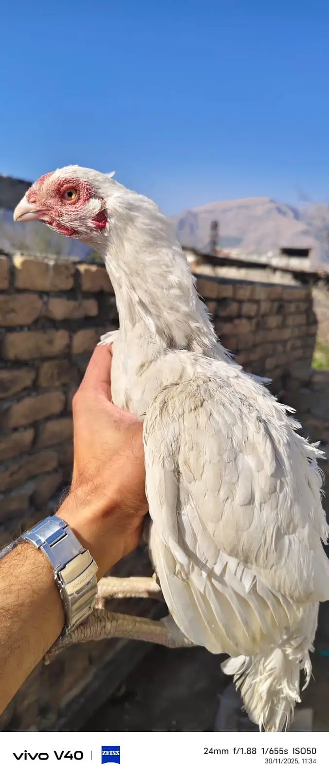 set of pure aseel male and females available for sale — photo 4