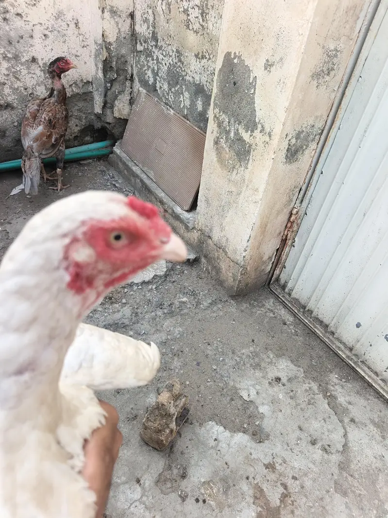 set of pure aseel male and females available for sale — photo 7