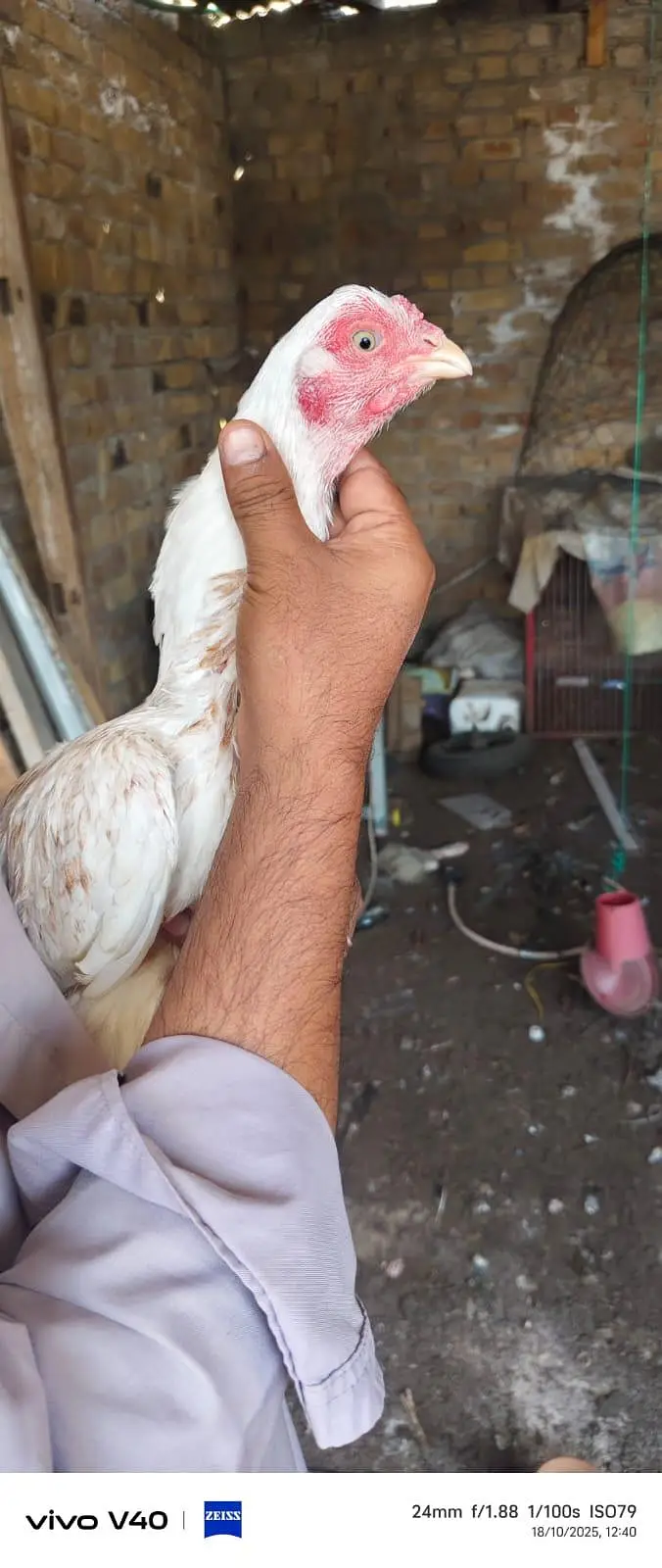 set of pure aseel male and females available for sale — photo 9