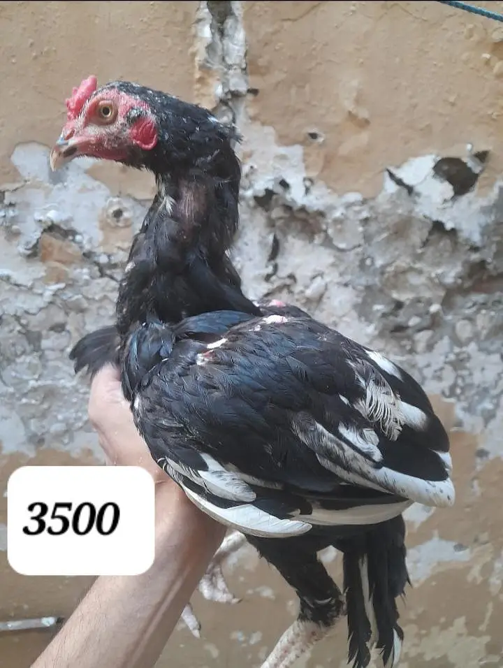 Aseel lakhaa murgaa hor murgiyaan — photo 2