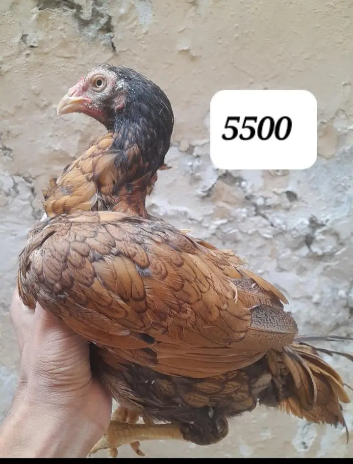 Aseel lakhaa murgaa hor murgiyaan — photo 3