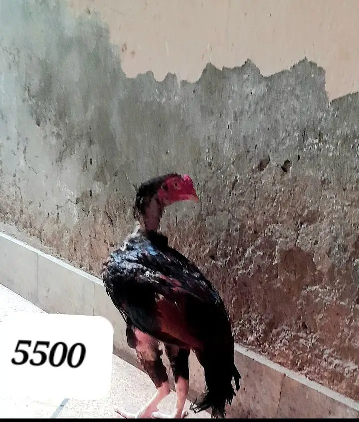 Aseel lakhaa murgaa hor murgiyaan — photo 5