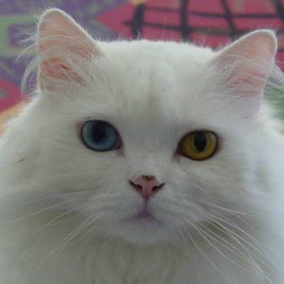 pregnant female cat