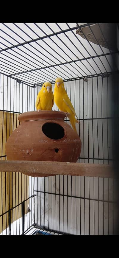 Lotino Red eye Budgies Pair