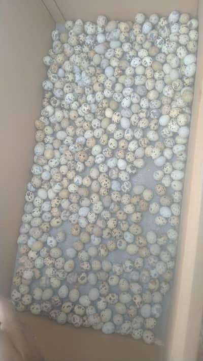 Quails Eggs