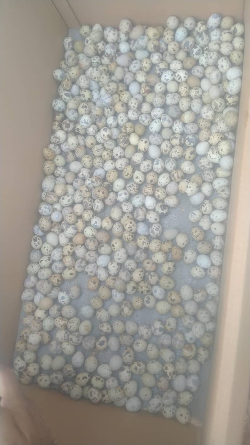 Quails Eggs 0