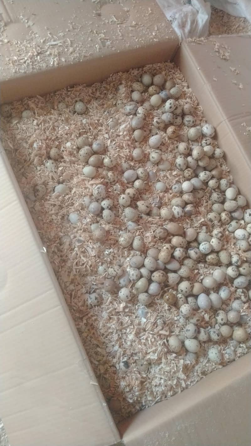 Quails Eggs 1