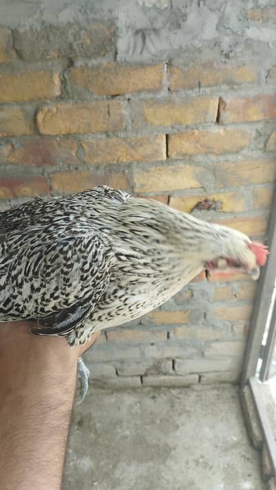Egg laying hen