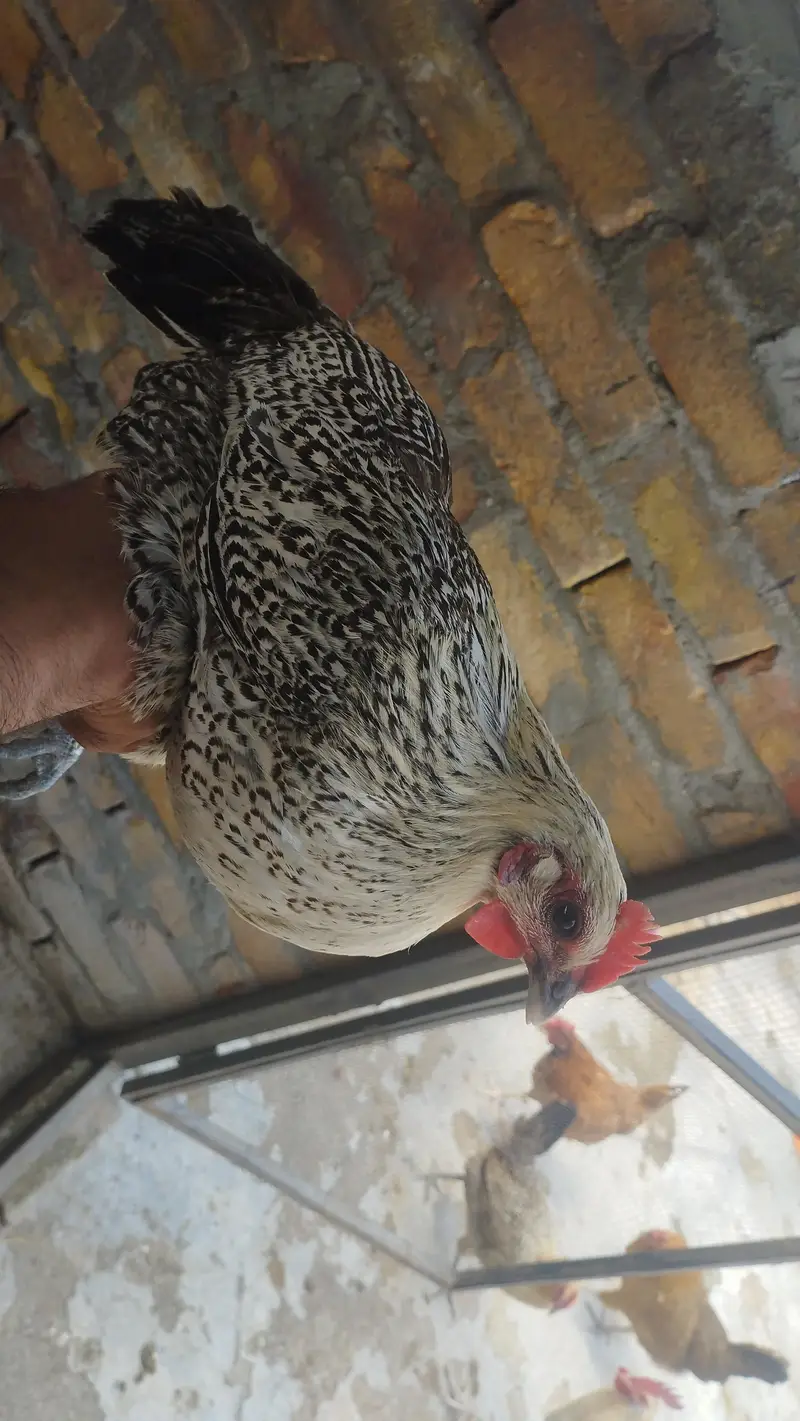 Egg laying hen — photo 2