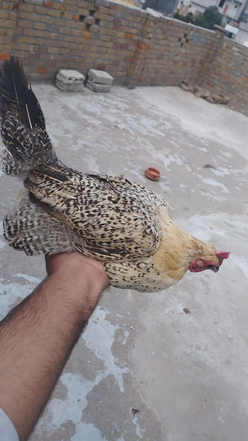 Egg laying hen — photo 3