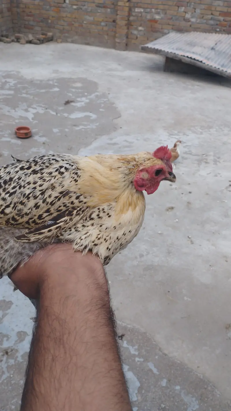 Egg laying hen — photo 4