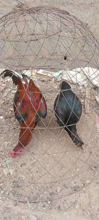 Aseel Pair