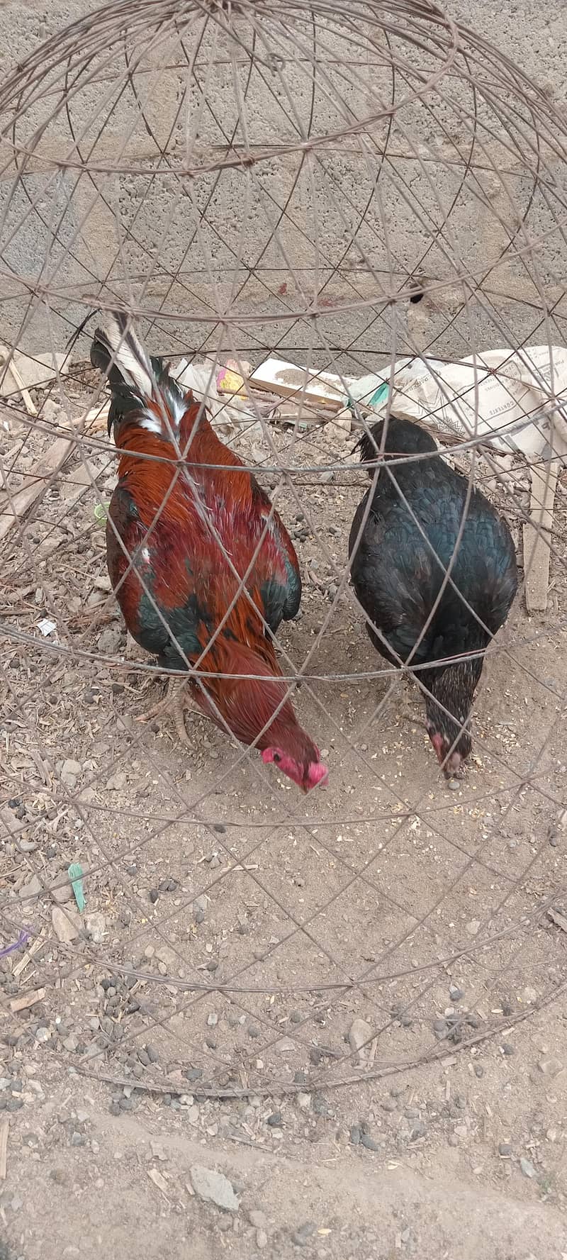 Aseel Pair 1