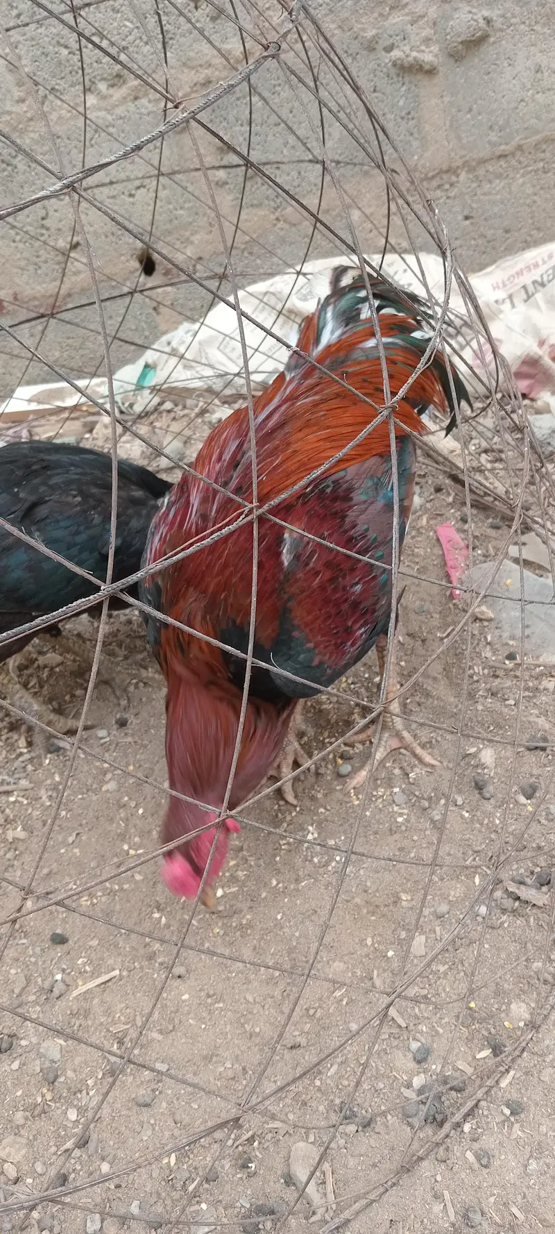 Aseel Pair — photo 3