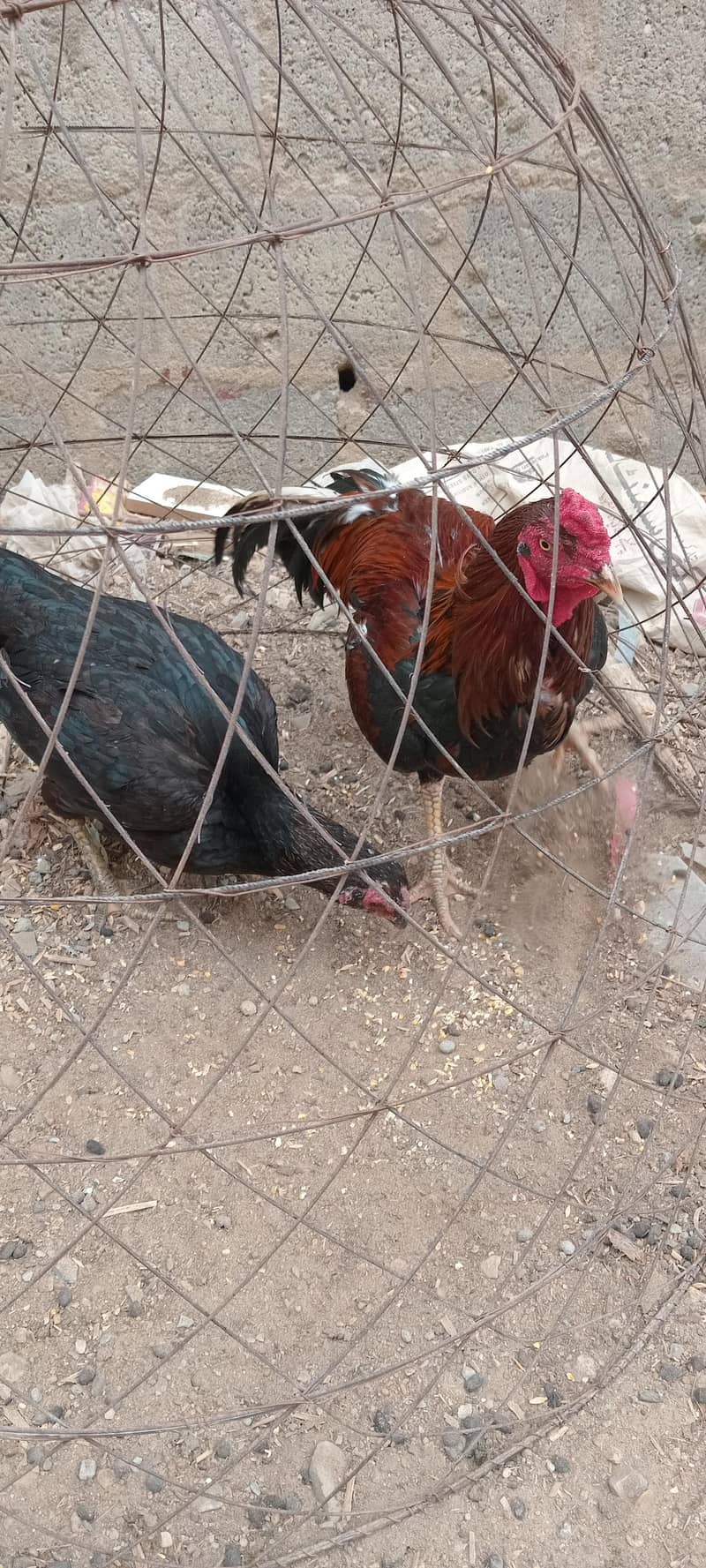 Aseel Pair 5