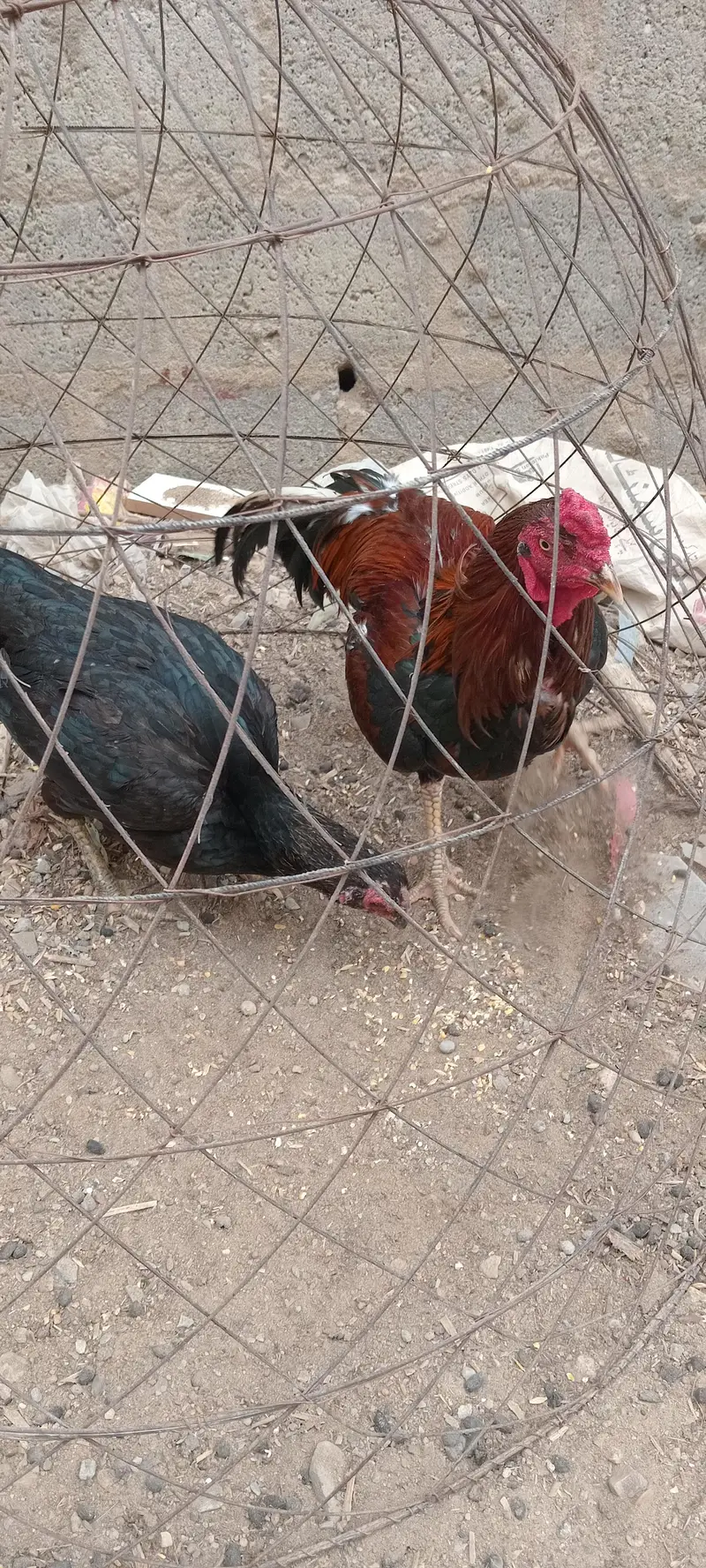 Aseel Pair — photo 6