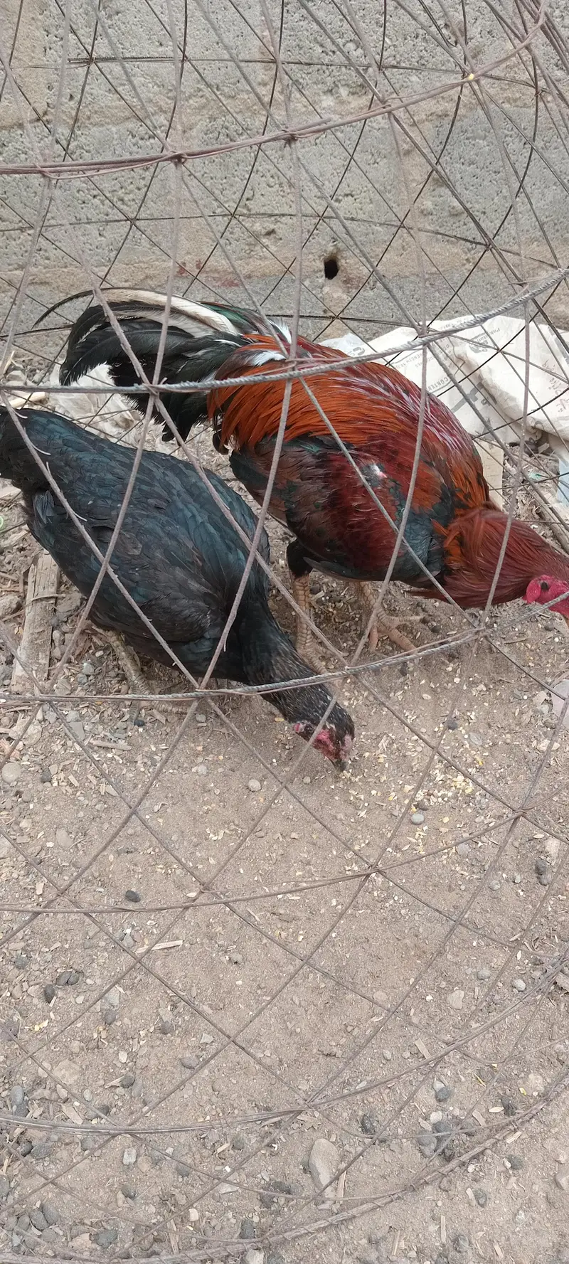 Aseel Pair — photo 7