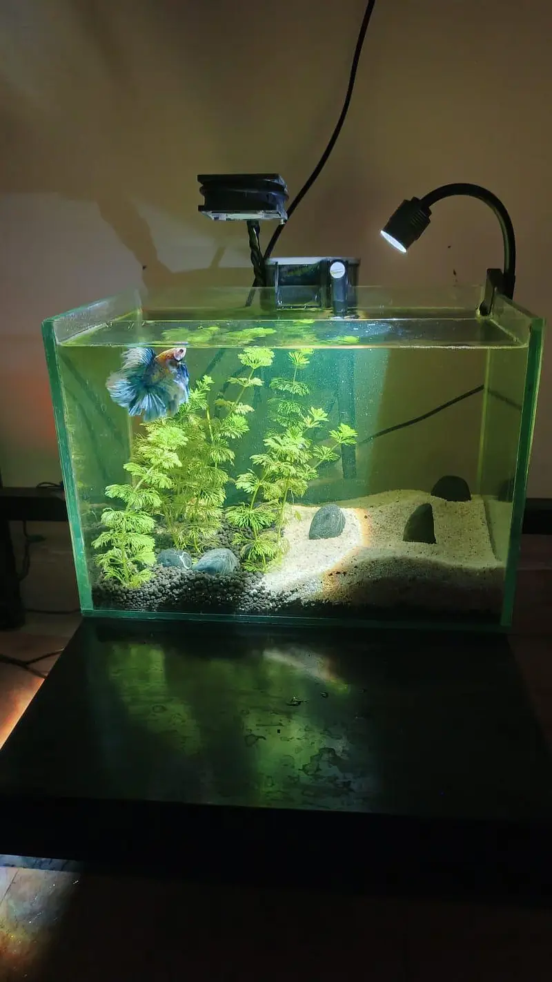 Planted Aquarium Nano tank