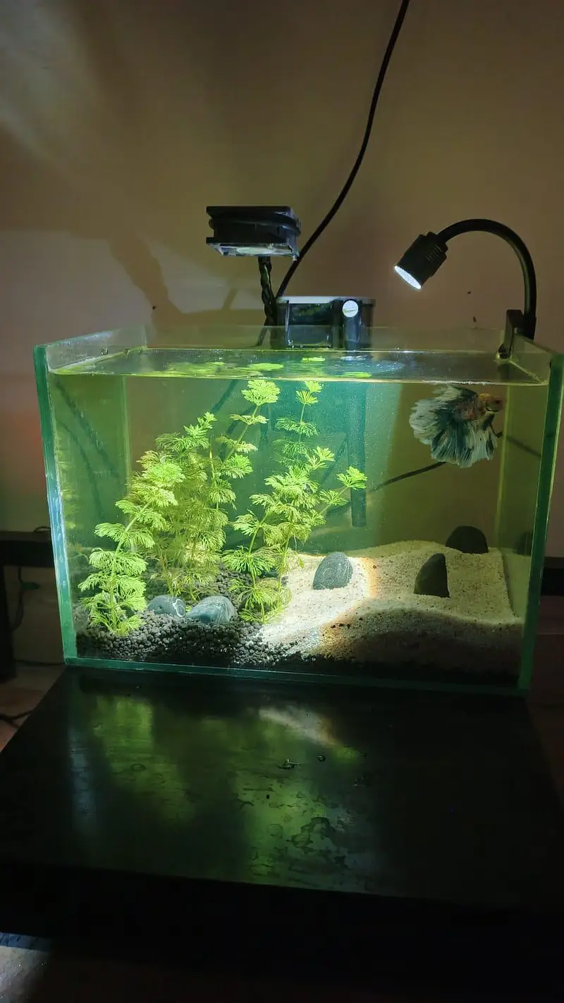 Planted Aquarium Nano tank — photo 2