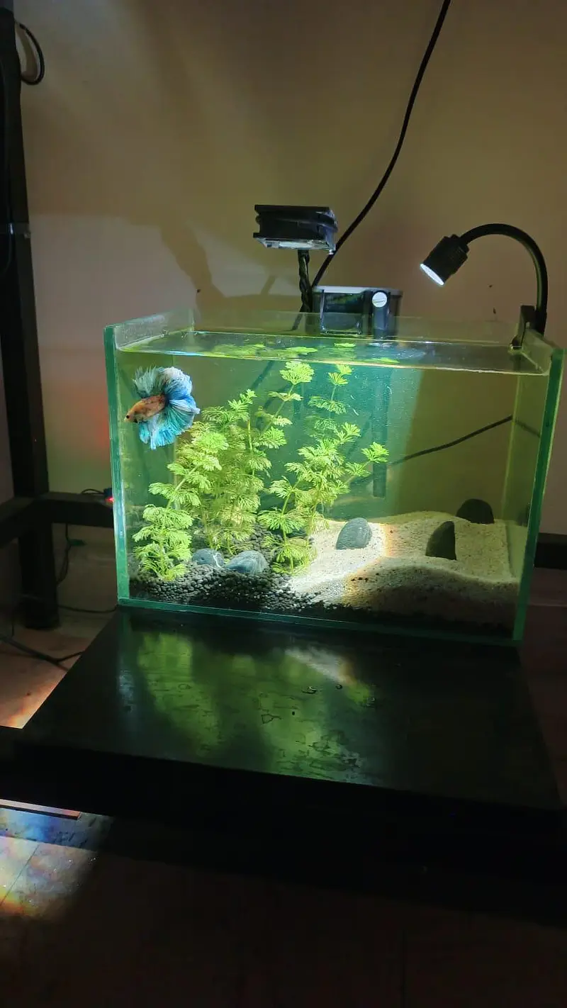 Planted Aquarium Nano tank — photo 3