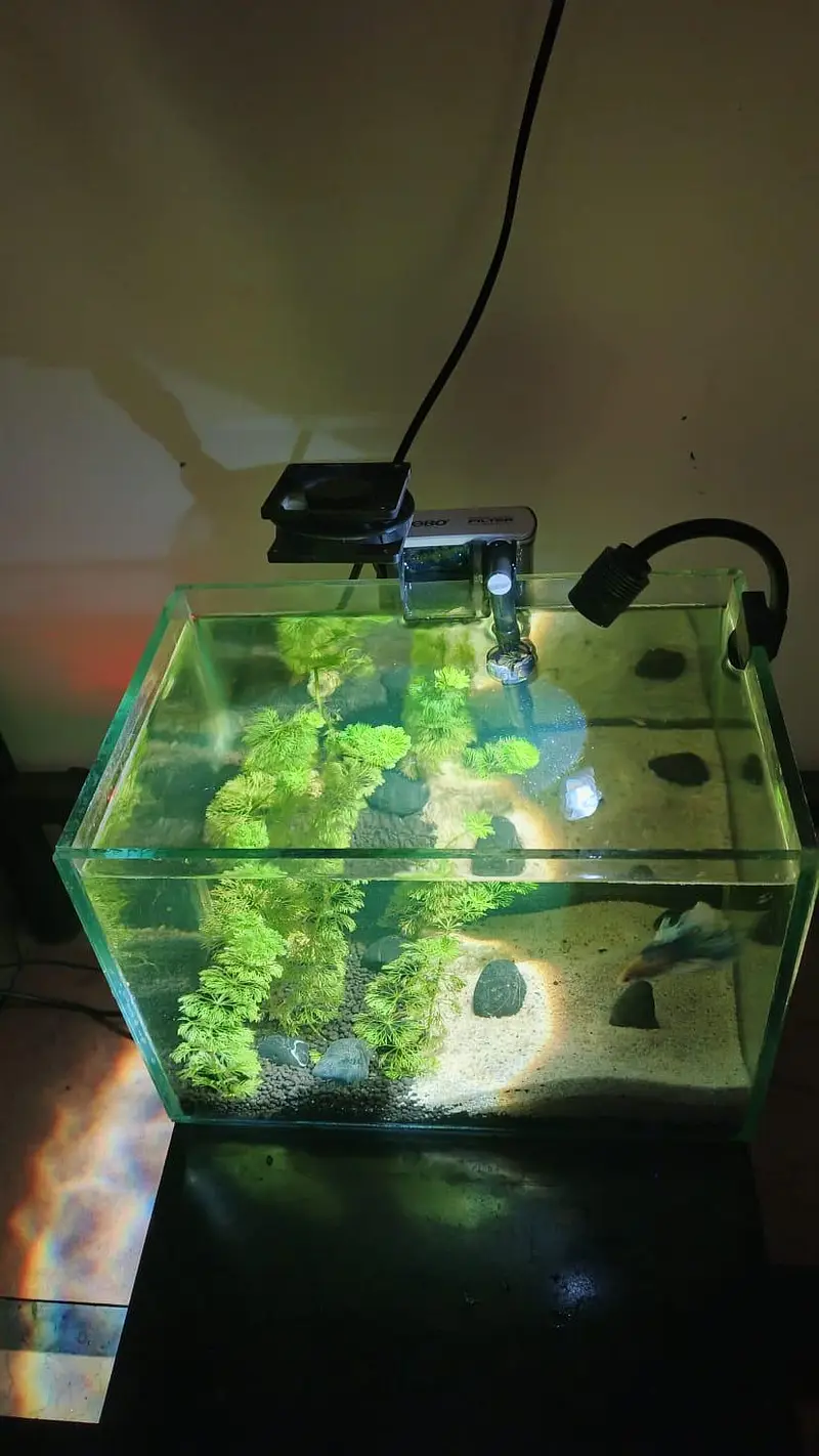 Planted Aquarium Nano tank — photo 4