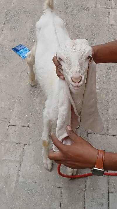 Gulabi Abluk