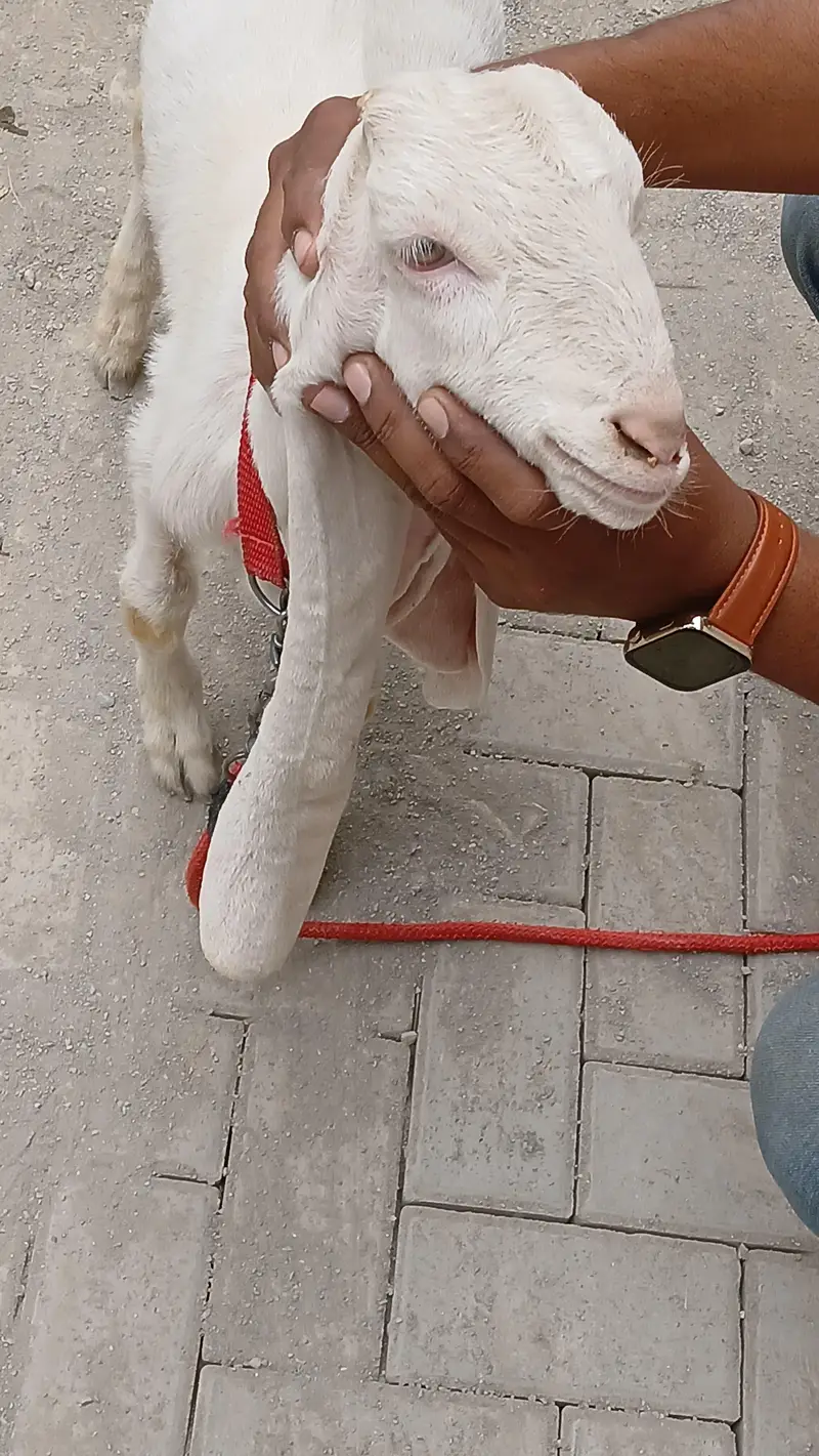 Gulabi Abluk — photo 3
