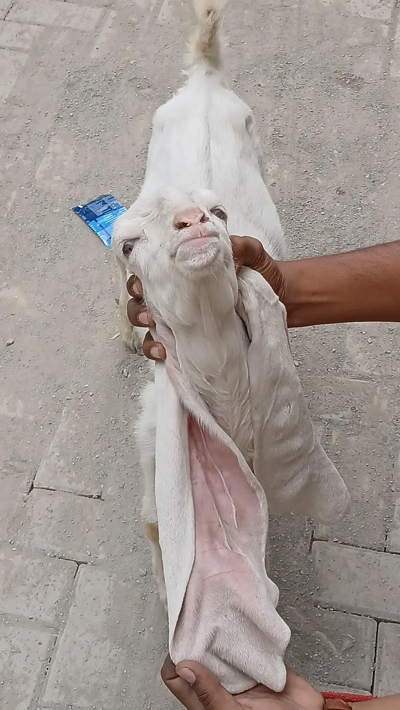 Gulabi Abluk — photo 5