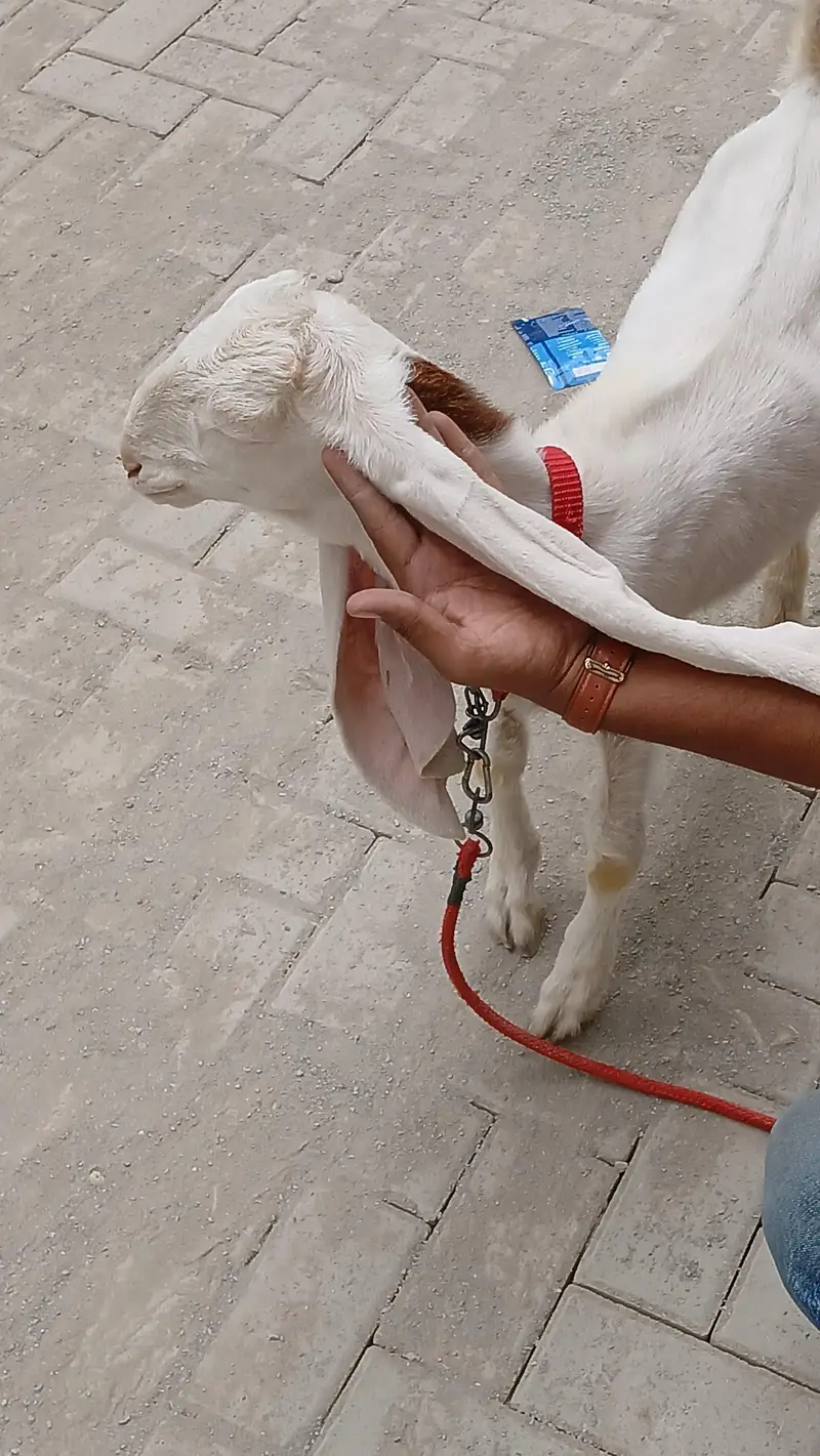 Gulabi Abluk — photo 6