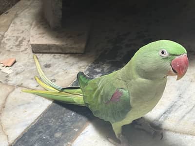 Raw parrot