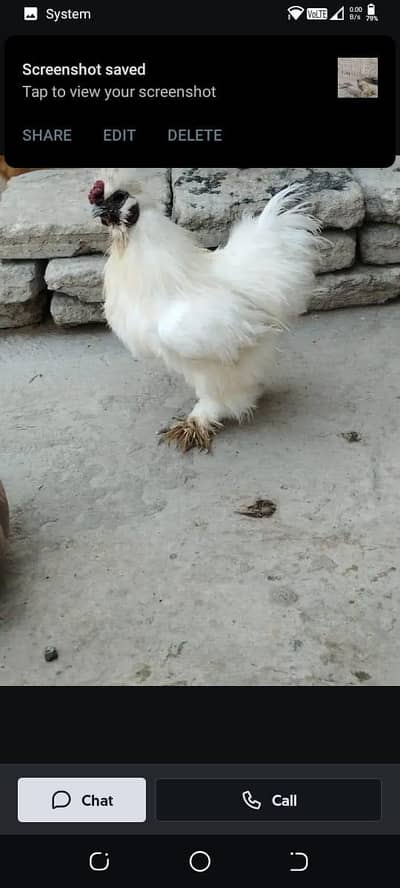 Silkie male